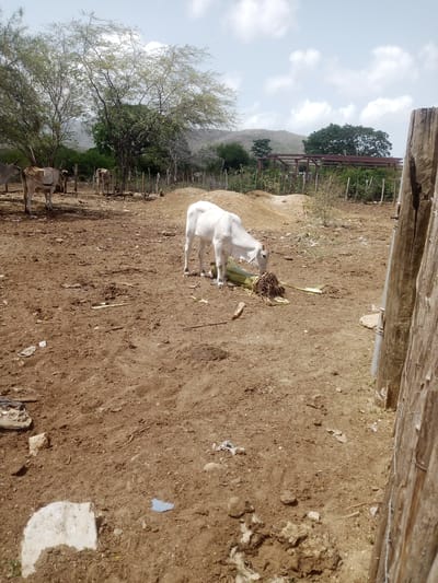 The image depicts a rural scene in La Tagua, Venezuela, under a bright, cloudy sky. The foreground is dominated by dry, dusty earth, scattered with a few rocks, some pieces of white debris, and a blue plastic fragment. In the center of the frame, a young white calf is engrossed in eating what appears to be a fallen plant stalk with exposed roots.
Further back, a small herd of cattle is visible. Two cows stand to the left, one light brown and white, the other mostly white. A third cow, also light brown and white, is lying down. The background features sparse vegetation, including a few trees with light green foliage. Beyond the trees, a partially constructed metal frame structure stands, suggesting some ongoing development or agricultural infrastructure. Rolling hills form the distant backdrop, partially obscured by trees. The presence of the fence made of rough wooden posts and wire on the right side of the image reinforces the rural, potentially enclosed, setting of a farm or ranch. The overall impression is one of a typical sunny day in a dry, agricultural region.