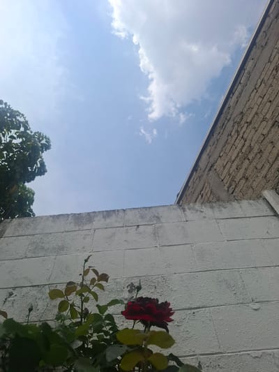 The image presents an upward view of an outdoor scene under a clear blue sky with scattered white clouds. A rough, textured brownish-grey overhang or ceiling, possibly concrete or brick, stretches diagonally across the top of the frame. Below this, a faint horizontal line, likely a utility wire, is visible against the sky.

On the right side, a tall, light-grey or white painted wall, composed of rectangular blocks, dominates the foreground. The wall shows signs of wear, with some darker stains and textural variations. Growing against this wall is a rose bush, prominent in the lower right, featuring several dark red roses in various stages of bloom, along with green and yellowish-green leaves. Some smaller rosebuds are also visible.

In the lower-left portion of the image, the dark green foliage of trees can be seen against the bright sky. The scene is brightly lit, indicating daytime and sunny weather with some cloud cover. There are no people or discernible text in the image. The setting suggests a garden, courtyard, or exterior of a building in an urban or suburban area, consistent with the given location context of Naucalpan de Juárez, Mexico.