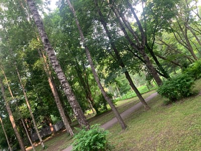 This is a photograph of a park in Riga, Latvia, likely taken during the daytime. The image is dominated by tall trees with lush green foliage, creating a dense canopy overhead. Several slender tree trunks, some with characteristic mottled bark, are visible, leaning at various angles. A paved path winds through the grassy parkland. In the background, a low concrete wall with graffiti is partially obscured by vegetation. The ground is covered in grass and some patches of bare earth. The overall impression is of a natural, wooded area within an urban setting.