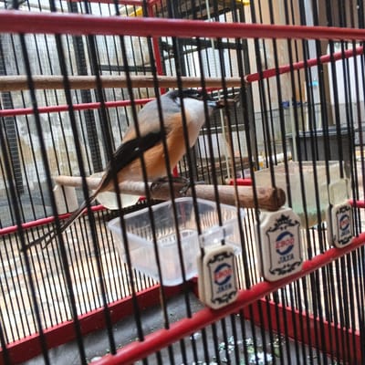 A small bird with black, grey, and orange plumage is perched inside a red and black birdcage. The bird is holding a piece of brown material in its beak. The cage is made of metal bars and contains a wooden perch, a clear plastic container, and two small decorative objects with blue and red lettering. The background appears to be a wall with a patterned surface. The scene is indoors, likely in a home or pet shop in Kuningan, Indonesia. The overall impression is of a domesticated bird in its enclosure.