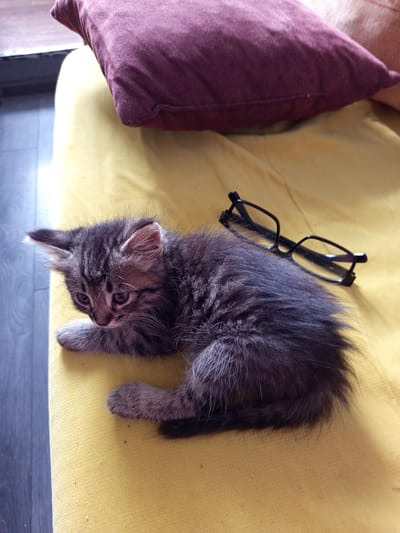 An adorable, young tabby kitten with grey and black fur is curled up on a yellow couch. Its ears are perked, and its eyes are looking downwards. Nearby on the couch, a pair of black-rimmed glasses rests, as if the kitten's owner had just set them down. A dark purple pillow is visible in the background, also on the couch. The scene is indoor, with a wooden floor visible on the left side of the image, suggesting a domestic setting. There are no people present in the image. The location is not specified in Lermontov, Russia.