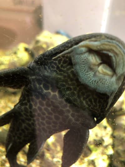 A dark-colored Loricariid catfish, commonly known as a pleco, is depicted adhering to the transparent glass of an aquarium. The fish is oriented upside down from the viewer's perspective, with its head towards the upper right. Its large, circular suckermouth is prominent, showing detailed internal ridges and folds. The body of the fish is covered in a textured, armored skin with an intricate pattern of dark, irregular spots and reticulations against a lighter background. Visible fins extend from the lower and left portions of its body. The aquarium environment is out of focus behind the fish, revealing blurred areas of yellow, green, and brown, consistent with gravel or substrate, along with scattered small particles clinging to the glass. No people are present. The precise location within the city of Schiltigheim, France, is not discernable from the visual information provided.