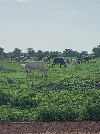 In Lafia, Nigeria, a herd of cattle grazes on a lush green field under a pale sky. The cattle are of various breeds and colors, including white, black, and brown. Some of the cattle have long, curved horns. A few of the cattle are young calves. In the background, a few trees are scattered across the landscape, and a person is visible in the far distance, standing on a small hill. The foreground of the image shows a patch of darker soil. The scene depicts a rural setting in Lafia, Nigeria, with cattle farming as the primary activity.