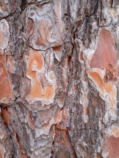 The image is a close-up, high-angle shot of pine tree bark. The bark is rough and textured with prominent ridges and deep crevices. The colors range from dark brown and grey in the deeper cracks and shaded areas to lighter tan and orange on the raised portions of the bark. White or light grey lichen or moss is visible in some areas, particularly along the edges of the raised bark segments. The texture suggests age and exposure to the elements. The image does not depict any people, actions, or specific environmental context beyond the bark itself. Without further information, its location in Goryachiy Klyuch, Russia, is not discernible from the visual content.