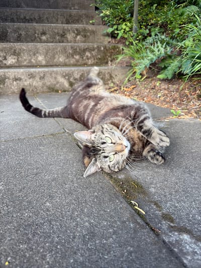 A tabby cat lies on its back on a concrete path next to a set of concrete stairs. The cat has green eyes and is looking towards the camera. Its tail is curled up behind it. Green foliage is visible behind the stairs, with some loose soil and fallen leaves on the ground. The scene appears to be outdoors, possibly in a park or garden area, and is consistent with a public outdoor space in Zurich, Switzerland.