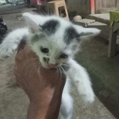 A human hand with medium-brown skin tone holds a small kitten in an outdoor or semi-outdoor residential area in Ketowan, Indonesia. The kitten, predominantly white with dark grey patches on its head and above its left eye, is positioned vertically, supported by the hand gripping its torso. Its eyes are dark and partially closed. In the background, from left to right, a dark motorcycle is partially visible, followed by a light-colored plastic stool, a wooden door frame, and a rudimentary wooden table or bench partially covered with light green fabric. The ground appears to be a rough, dark concrete or dirt surface. The scene is dimly lit by an unidentifiable artificial light source.