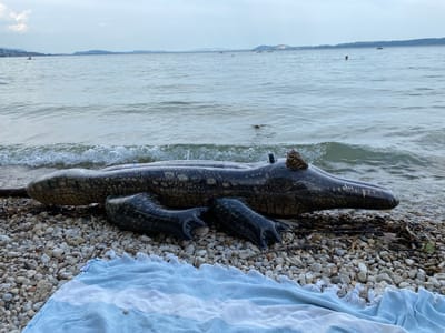An inflatable alligator lies on a pebble beach, partially submerged in the water. The alligator is dark green with textured scales and prominent eyes. Two of its front legs are visible, resting on the pebbles. A blue and white striped towel is laid out on the beach in front of the alligator. In the background, the calm water of a lake stretches to the horizon, with a few distant hills and boats visible. The sky is overcast. The location is the shore of Lake Neuchâtel, in the municipality of Milvignes, Switzerland.