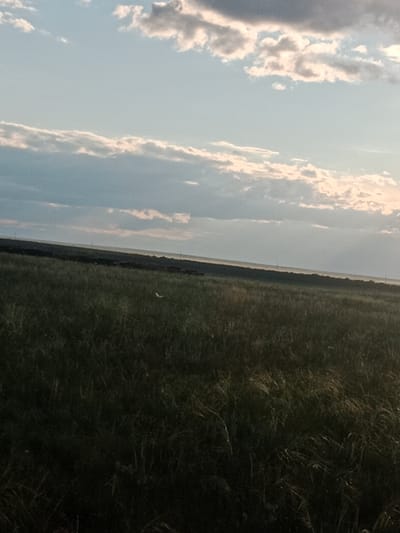 A wide shot captures a vast, grassy field under a partly cloudy sky. The field stretches to the horizon, where it meets a dark, indistinct line of vegetation and possibly some structures. A distant haze hangs low over the landscape, obscuring details. The sky is a pale blue, with streaks of white and gray clouds, some illuminated by what appears to be setting or rising sun. In the middle ground of the field, a small, white object is visible, possibly a bird in flight or a distant marker. The overall impression is one of open space and natural beauty. The location is the outskirts of Voznesenovka, Kazakhstan.