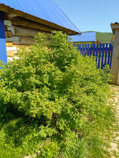 The image depicts a residential scene in Gabdyukovo, Russia. A large green bush dominates the foreground, partially obscuring a blue wooden fence and a section of a log cabin with a blue corrugated metal roof. The bush has some red berries visible within its foliage. A brick walkway runs alongside the bush and towards the fence. Beyond the fence, there is another building with a yellow and blue painted exterior and a blue roof. A distant green hillside is visible in the background under a clear blue sky. There are no people visible in the scene. The lighting suggests a sunny day.