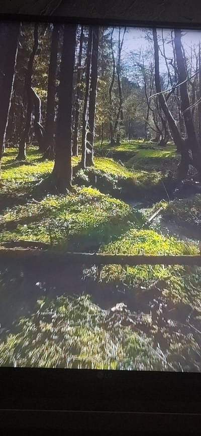 The image depicts a sun-dappled forest floor with a narrow stream. Tall trees with dark trunks create a canopy overhead, allowing sunlight to filter through and illuminate patches of green grass and white flowers. The ground slopes gently towards the stream, which appears shallow and has moss-covered banks. The scene conveys a sense of tranquility and natural beauty. There are no people or animals visible in the image. The location is identified as Bila Tserkva, Ukraine.