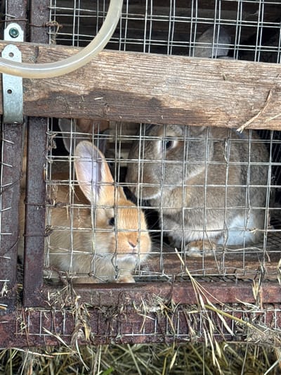 The image shows two rabbits confined in a wire cage. One rabbit is light brown and positioned closer to the front of the cage, with one ear prominently displayed. The other rabbit, located behind the first, is a grey-brown color. The cage appears to be made of wire mesh attached to a wooden and metal frame. There is hay or dry grass scattered around the cage and outside of it. A clear tube is visible in the foreground, attached to the cage. The overall setting appears to be outdoors, possibly in a rural or agricultural environment. No specific location details pertaining to the city of Probuzhdenie, Russia, are evident in the image.