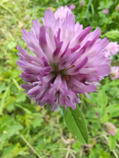 A close-up, overhead shot captures a vibrant purple clover flower in full bloom, its petals fanning outwards in a delicate display. The flower is the central focus, with its intricate structure and soft, textured petals rendered in sharp detail. Surrounding the bloom, a lush carpet of green grass and foliage provides a soft, blurred backdrop, suggesting a natural, outdoor setting. The lighting is soft and diffused, highlighting the subtle variations in color and texture within the flower. The image appears to have been taken in a rural or park-like area, perhaps a meadow or a garden, within the city of Chukhloma, Russia. The overall impression is one of natural beauty and tranquility, with the clover flower serving as a small but striking focal point in its verdant surroundings.