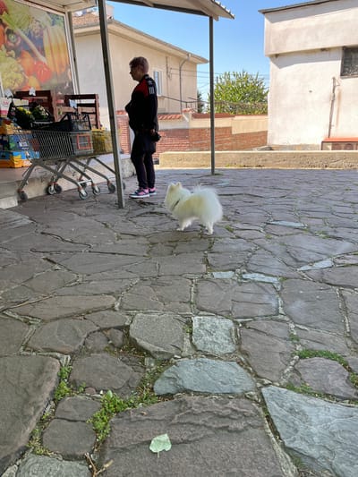 A sunny outdoor scene shows a person walking a white dog on a cobblestone street. The individual is wearing a black tracksuit with red accents and pink sneakers. The dog is a small breed with fluffy white fur. The person and dog are in the foreground, with a shopping cart visible to the left. In the background are buildings, including a grocery store, with vegetation visible. The location appears to be a public area with paving stones, and this is Sopot, Bulgaria.