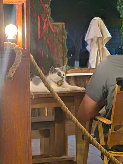 This image captures a nighttime scene in Cam Đức, Vietnam, featuring a white and grey cat and a seated individual in what appears to be an outdoor or semi-outdoor establishment. In the midground, a short-haired cat with white fur and grey patches on its head, back, and tail lies stretched out on a dark wooden counter or table, facing right. It wears a gold-colored beaded collar around its neck. To the immediate right of the cat, the lower torso and right arm of a person are visible, wearing a short-sleeved grey t-shirt. This individual is seated in a wooden chair with a light-colored canvas back and seat. A thick, brown rope runs diagonally across the foreground from the upper left, partially obscuring the scene. On the far left, an exposed incandescent light bulb illuminates a section of a dark wooden vertical post. In the background, behind the cat, a tree trunk decorated with green foliage and red ribbons is visible. Further back, a large, folded, light-colored patio umbrella stands upright. Beyond these elements, blurred dark foliage and distant lights indicate an outdoor environment after dark.