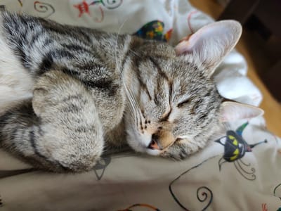 A tabby cat is sleeping on patterned bedding. The cat is curled up with its paws near its face. Its eyes are closed, and the background shows colorful designs on the bedspread. There is no evidence of the city of Gremyachinsk, Russia.