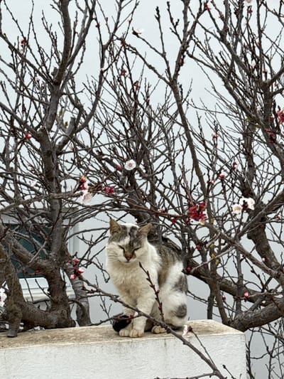 A domestic cat is observed sitting on a light-colored, textured wall or ledge in Paralimni, Cyprus. The cat, appearing predominantly white with distinct gray and brown tabby markings on its back, head, and tail, faces forward with its eyes closed or heavily squinted. Its left front paw is partially obscured by its body. Behind the cat and the wall, a dense arrangement of bare tree branches fills the midground and background. These branches display numerous small, nascent red and white flower buds, along with a few partially open white blossoms. The overall sky is a uniform, light gray, indicating an overcast condition. A dark, possibly glassed, aperture is visible through the branches on the left side of the background. No people are present.