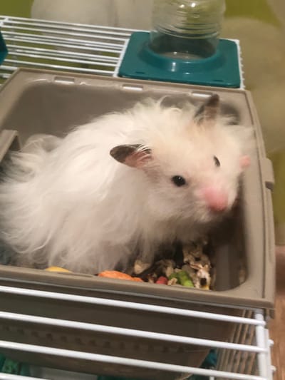 A fluffy white hamster with light brown ears is nestled inside a beige plastic cage. The hamster's face is turned towards the camera, revealing its dark eyes and pink nose. In the background, a water bottle with a teal base sits on a white wire rack. The cage contains bedding material and pieces of colorful food. There are no people or any other animals visible in the image. The scene appears to be indoors, possibly in a home environment. The image does not provide any information related to the city of Solikamsk, Russia.