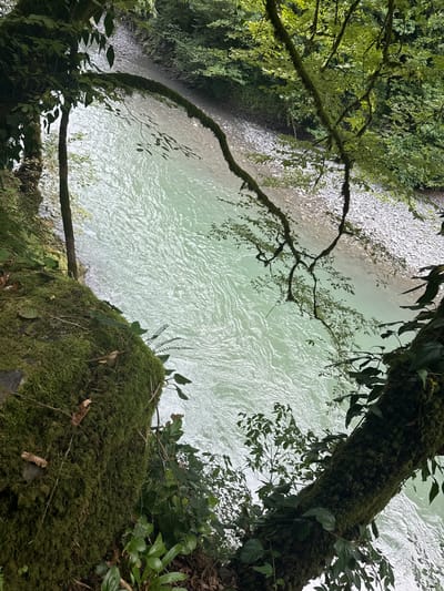 This media file captures a natural scene looking down at a river from a moss-covered embankment. The river is wide and appears to be flowing rapidly, with a light turquoise color and a textured surface indicative of movement. The riverbank on the opposite side is rocky and strewn with grey pebbles, backed by dense green foliage.

Dominating the foreground and framing the view are thick, moss-covered tree trunks and branches. These branches, adorned with lush green leaves and some with creeping vines, hang over the river. The moss is a vibrant green, creating a soft, textured layer on the wood.

The scene suggests a secluded, natural environment, possibly a forest or gorge. The lighting indicates daytime, with no harsh shadows, suggesting an overcast or softly lit period. The abundance of green foliage and moss points towards a temperate and humid climate. The overall mood conveyed is one of tranquility and the raw beauty of untouched nature. There is no visible text within the image. The location context is Plastunka, Russia.