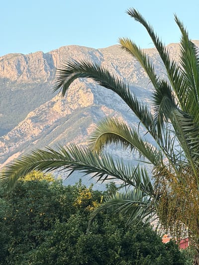 This image captures a serene natural scene with a prominent palm frond in the foreground. Behind the frond, a majestic, sun-drenched mountain range dominates the background, its rocky textures highlighted by the warm glow of the sun. Lush green foliage, including what appears to be a mature tree with small, light-colored flowers or fruits, fills the right side of the frame, creating a lush contrast with the arid mountain. A hint of red-tiled rooftops can be seen peeking through the foliage on the upper right, suggesting a nearby settlement. The sky is a clear, soft blue, indicative of fair weather. The lighting suggests the photograph was taken during the golden hour, either early morning or late afternoon, casting long shadows and a warm illumination across the landscape. The orientation of the image is such that the mountain and foliage appear to be viewed from a lower vantage point, looking upwards. The scene evokes a sense of tranquility and natural beauty, typical of a Mediterranean or similar climate, with the vegetation and mountain hinting at a location like Polje, Montenegro. There is no visible text in the image.