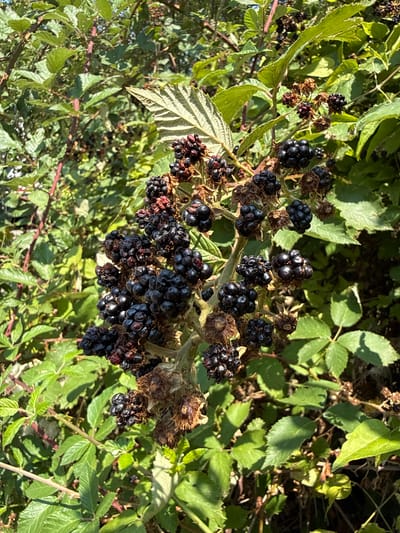 The image shows a close-up of a blackberry bush with ripe, dark purple berries. The berries are clustered on thorny stems, surrounded by green leaves and some dried brown leaves. Sunlight is filtering through the foliage, creating highlights and shadows. The scene appears to be outdoors in a natural environment, likely a hedgerow or wild area. The location is specified as Fontevivo, Italy. There are no people or animals visible in the image. The focus is on the texture and color of the blackberries and the surrounding vegetation.