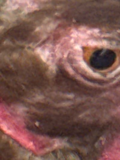 This is an extreme close-up, macro photograph of a fish's eye. The subject is a fish, and the photograph focuses solely on its eye and the surrounding scales or skin. The eye itself is dark and appears to be a pupil surrounded by a lighter iris, possibly brown or amber. The skin around the eye shows a textured surface, with some areas appearing rough and scaled, while others seem smoother and pinkish-white, possibly indicating scar tissue or a unique skin pattern. The lighting is diffuse, suggesting it was taken underwater or in a controlled studio environment. There are no visible people, objects, or a discernible scene or setting beyond the immediate detail of the fish's eye. The image does not suggest any specific time of day, weather, or location cues beyond the implied aquatic environment. No text is visible in the image.