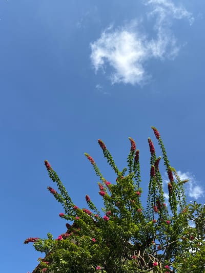 The image is a low-angle shot of a flowering tree against a bright blue sky with scattered white clouds. The tree's branches, laden with vibrant green leaves and clusters of small, fuchsia-colored flowers, extend into the frame from the right. The flowers are arranged in long, drooping clusters along the branches, creating a cascade of color against the sky. A few larger white clouds are visible, suggesting a clear day. The sunlight appears to be bright, casting a warm glow on the scene, indicative of daytime. There is no visible text or indication of people. The setting appears to be outdoors, likely in a tropical or subtropical environment given the type of foliage and the presence of bougainvillea, which is common in Denpasar, Indonesia. The overall mood is serene and natural, highlighting the beauty of the blooming tree against the vast expanse of the sky.
