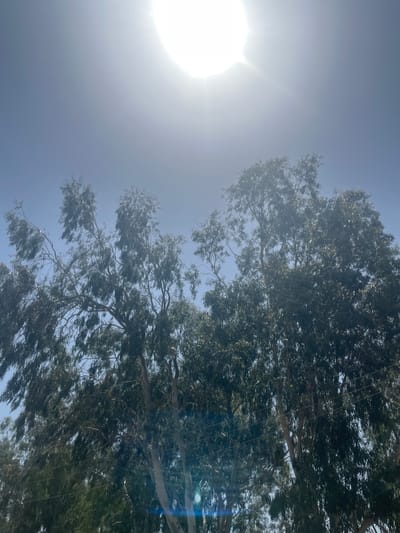 A wide-angle, low-angle shot captures two tall eucalyptus trees under a bright, hazy sun in Barakin Akawo, Nigeria. The sun, a brilliant white orb, dominates the upper portion of the frame, its light diffusing through a hazy sky and creating a lens flare at the bottom center of the image. The trees, with their slender trunks and abundant, wispy green foliage, fill the lower two-thirds of the image, their branches reaching upwards. The scene is devoid of people or any other discernible objects or actions.