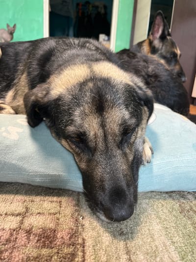 The image shows two dogs, likely German Shepherds, lying on a pillow and a patterned rug indoors. The foreground dog is lying on its side, resting its head on a light blue pillow. Its fur is a mix of black, tan, and gray. The dog's eyes are partially closed. Behind the foreground dog, another dog is visible, lying down with its head turned to the right. The background is out of focus, showing a green wall and a dark doorway with silhouettes of people or objects. A small, light-colored animal, possibly a cat or a small dog, is blurred in the far left background. The image appears to be taken in a residential setting.