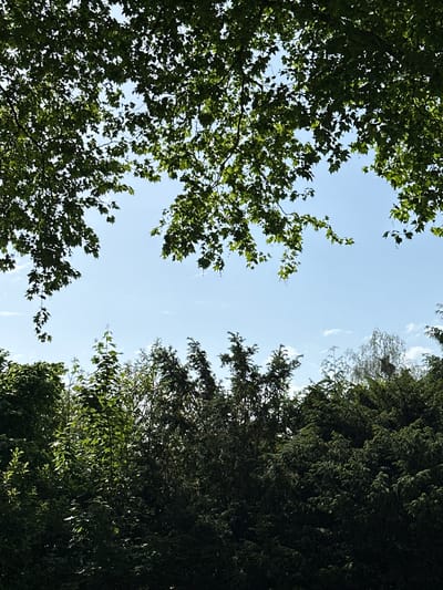 The image depicts a view looking upwards through trees towards a light blue sky. Leaves fill the left side of the frame. On the right side, there are darker, denser branches and leaves. The location is Dronten, Netherlands.