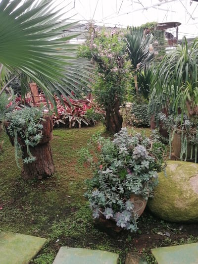 This image captures a vibrant and lush indoor botanical garden or greenhouse, likely located in Lạc Dương, Vietnam. The scene is filled with a rich variety of plants and natural elements, illuminated by natural, diffused light filtering through a transparent roof structure, suggesting it is daytime.
In the foreground, two light green stepping stones are partially visible on a ground covered with patchy moss and small green foliage. To the left, a large, weathered tree stump repurposed as a planter holds numerous light green succulents, some with trailing stems. A prominent fan palm leaf extends from the upper left, partially framing the scene.
The midground features a diverse collection of plants. Another grouping of succulents in a rustic pot sits on the right, next to a large, moss-covered boulder. Further back, flowering bushes with small, pale pink blossoms and sturdy-trunked plants are visible. A wooden slatted chair is nestled among red-leafed plants in the left-mid background.
The background reveals more of the greenhouse environment. Tall, spiky-leaved plants, possibly Yucca or Dracaena, rise above the other greenery. In the upper right, a large, ornate metal cage or aviary is present, with a dark-colored animal, possibly a monkey or large bird, faintly visible inside. Several large, dark ceramic or concrete planters, some also containing trailing succulents, are scattered throughout the background.
The overall impression is one of a tranquil, carefully cultivated, yet wild-feeling garden space. No people are visible, and no specific activity is taking place beyond the static display of the botanical collection. There is no visible text in the image.