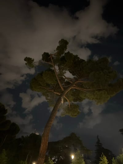 The image depicts a nighttime scene in Madrid, Spain, featuring a tall pine tree with thick branches silhouetted against a dark sky filled with illuminated clouds. The tree trunk, rough and textured, leans to the left, dominating the foreground. The foliage of the tree is dense and dark green, with some branches extending upwards and to the right. In the background, other trees are visible, some appearing as dark masses. A distant building with a red light on top is faintly discernible amongst the trees, suggesting an urban setting. Streetlights or other artificial lights are present, casting a warm glow on some of the surrounding foliage. The overall atmosphere is dark and slightly dramatic due to the interplay of light and shadow.
