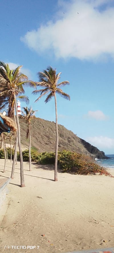The image depicts a tropical beach scene in Pedro González, Venezuela, under a clear blue sky with scattered white clouds. In the foreground, a sandy beach is lined with several palm trees, their fronds casting shadows on the sand. To the left, a portion of a structure with a thatched roof is visible. In the mid-ground, a red and white striped lighthouse stands prominently on a steep, green, and brown hillside. The hillside is covered with sparse vegetation. In the background, the ocean meets the shore with gentle waves. A few birds are visible in the sky. The overall impression is one of a serene coastal landscape.