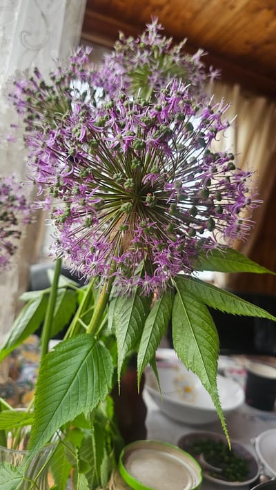 This is a close-up, vertical, indoor photograph of a bouquet of purple Allium flowers with green buds, set against a blurred background. The flowers are spherical and spiky, with delicate purple petals and small green seed pods. The stems and bright green leaves of the Allium are visible in the foreground, some of which appear to be serrated along the edges.
The background shows a table with several white and light-colored dishes, some containing what appear to be food items. There are also hints of a window with sheer curtains on the left and wooden paneling on the ceiling or upper wall on the right. The overall lighting suggests an indoor setting, possibly a home or a restaurant, with natural light coming from the side. There are no people visible in the image. The photograph is taken in Žiaukos, Lithuania.