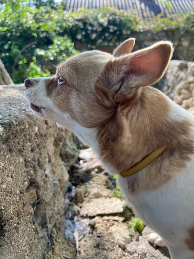 A Chihuahua dog, with tan and white markings and a yellow collar, is pictured in profile, facing left. The dog is positioned on a stone structure, with its head turned slightly upwards. Its mouth is slightly open, revealing its tongue. In the background, out-of-focus foliage and a tiled roof are visible. The lighting suggests it is daytime. The scene is consistent with an outdoor environment, possibly a yard or garden area in Sevastopol, Ukraine.