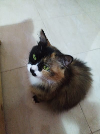 A tortoiseshell cat is crouched on a tiled floor in what appears to be an indoor setting. The cat has a distinctive multi-colored coat with patches of black, orange, and white, and bright green eyes. The floor tiles are a light, neutral color and show grout lines. A shadow of the cat is visible on the floor to its left. The image quality is grainy. There is no information in the image to suggest a specific location in Al Ahia', Egypt.