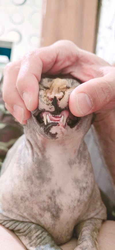 The image shows a close-up, overhead view of a hairless cat's mouth and head, held open by a person's fingers. The cat's fur is grey with dark grey mottled markings. Its teeth are visible, appearing sharp and white. The cat's tongue and gums are pink. The person's fingers, which are supporting the cat's jaw, are also visible. The background is blurred and appears to be an indoor setting with light-colored surfaces and possibly some patterned fabric. The lighting suggests it is daytime. The image does not contain any visible text. The focus is entirely on the cat's mouth and the interaction with the person's hand.