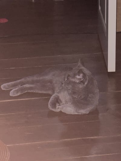 A grey cat is lying on a wooden floor. The cat is curled up on its side with its head tucked in. Its paws are tucked under its body. The wooden floor is made up of planks. The overall color of the image is dark and muted. The lighting is dim.