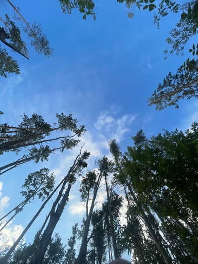 The image shows a low-angle view looking up at a canopy of trees against a blue sky with scattered white clouds. The trees are tall and slender, with branches reaching upwards. Some trees have dark, textured bark, while others appear smoother. The foliage is a mix of green and brown, with some leaves silhouetted against the sky. The overall impression is one of a forest or wooded area. No specific landmarks or details that would pinpoint the location to the city of Подшивалово, Russia, are visible in the image.