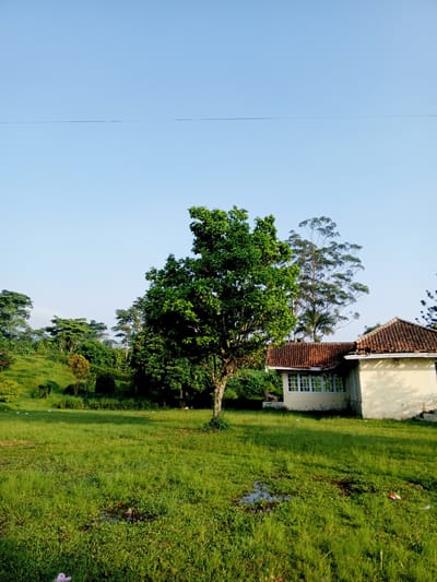 The image depicts a grassy area in Ciherang, Indonesia, with a building and trees. The foreground features lush green grass, with a small puddle. A tree stands in the middle of the frame. To the right of the tree is a light-colored building with a terracotta tile roof and white-framed windows. In the background, additional trees and vegetation are visible on a gentle slope. The sky is clear and blue. A power line crosses the upper portion of the image.