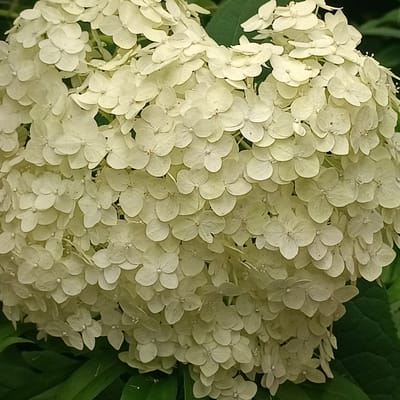 The image is a close-up shot of a large, white hydrangea flower. The flower is spherical in shape, composed of numerous small, delicate petals clustered together. The petals are a pale, creamy white, with subtle hints of yellow and green in places, and some appear slightly translucent. The texture of the petals is soft and almost velvety. The background is filled with dark green leaves, providing a strong contrast to the bright white of the flower. The lighting appears natural, casting soft shadows within the flower head and highlighting the intricate details of the petals. The image is focused on the flower, with the background slightly blurred, drawing the viewer's attention to the bloom itself. There are no people or animals present in the image, and no specific actions or interactions are depicted. The scene appears to be an outdoor setting, likely a garden or park.
There is no identifiable information within the image that would allow for its location to be determined in the city of Samara, Russia.
