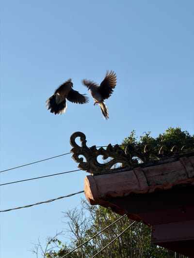 Two doves are captured in mid-flight against a clear blue sky. The dove on the left is in a more dynamic pose, with its wings fully extended and appearing to flap. The dove on the right is also in motion, with its wings slightly less extended. Below the birds, a portion of a traditional Balinese building is visible, featuring a terracotta tiled roof and an ornate, carved decorative element along the eave. The building's roof is reddish-brown, and the decorative carving is dark, possibly made of stone or wood. Thin black wires, likely power or communication lines, run horizontally across the frame, one above and one below the roofline. In the background, out of focus, are green trees and some bare branches, suggesting a natural setting. The overall lighting indicates it is daytime, possibly late afternoon, given the direction of the shadows on the roof element. The scene appears to be set in Mengwi, Indonesia, known for its temples and traditional architecture.