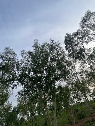 The image shows a sloped, grassy hillside covered in tall, slender trees with dense foliage. The sky above is overcast with a light blue hue. The trees are the dominant feature, with their branches extending upwards and outwards, obscuring parts of the sky. Some of the trees have pale, smooth bark. The ground is covered in green grass and some reddish-brown soil is visible. The overall impression is of a natural, undeveloped landscape. The location is Jauro Yinu, Nigeria.