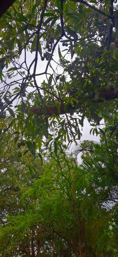 The image, taken in Vallecito, Venezuela, provides a view looking upwards through a dense canopy of trees, suggesting an outdoor setting in a natural or semi-natural environment within the city. The primary focus is on the intricate branching structure of a large tree, possibly a mango tree, laden with clusters of green, unripe fruits. Sunlight filters through the leaves, creating a dappled effect, and the overall impression is one of lush, verdant foliage. Interspersed among the branches of the main tree are other types of trees, including palm trees with their distinctive fronds, and various shades of green indicate different species and depths of the vegetation. The sky is overcast, contributing to a soft, diffused light. There are no people visible in the image, and the scene is static, depicting a natural landscape. The context of Vallecito, Venezuela, places this scene within a tropical or subtropical climate, which is consistent with the abundant and diverse plant life shown.