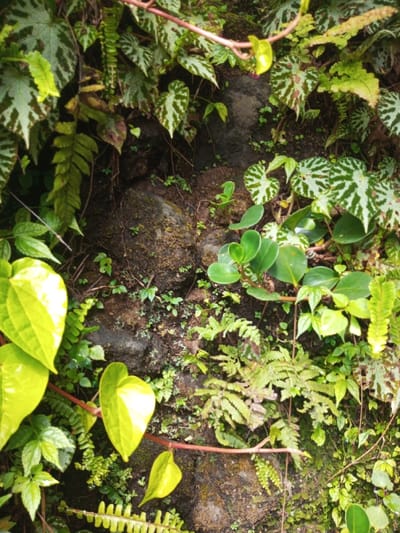 The image displays a detailed view of a vertical section of a rock face densely covered with various plant species, located in Ciherang, Indonesia.

The scene is dominated by a lush, green array of foliage growing on dark, irregular rocks that are partially covered in moss and soil. Prominent features include:
*   **Plant Life:**
    *   Large, heart-shaped leaves of a vibrant yellow-green hue, possibly a species of *Piper*, are visible in the lower-left and mid-left, supported by reddish-brown stems.
    *   Multiple types of ferns with intricate, frond-like leaves are interspersed throughout the frame, particularly in the left-center and lower-center.
    *   Plants with variegated leaves, characterized by patterns of green and lighter, silvery-green or reddish-brown markings (resembling Begonia species), are visible in the upper-left, upper-center, and upper-right portions.
    *   Smaller, rounder, succulent-like green leaves are clustered in the mid-right area.
    *   Numerous tiny, unidentifiable green plants and patches of moss cling to the rock surfaces between larger plants.
*   **Substrate:** The underlying structure consists of dark, rough-textured rocks, providing a rugged backdrop for the vegetation. Patches of green moss are visible directly on the rock surfaces, indicating a moist environment.

There are no people, animals, man-made objects, overt actions, or interactions depicted in the image. The environment is natural, overgrown, and appears to be a shaded or humid microhabitat.