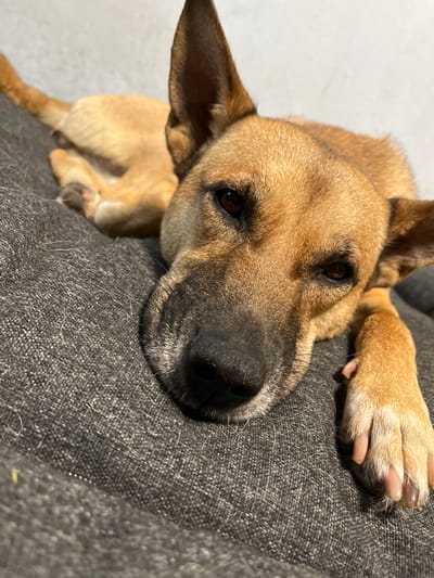 A medium shot captures a tan-colored dog resting on a dark gray, textured surface, likely a piece of furniture. The dog's head is angled downwards, with its eyes open and looking towards the camera. Its ears are perked upwards. One of its paws is visible in the foreground, resting on the surface. The background is out of focus, showing a light-colored wall. The image does not contain any information about the city of Nizhny Tagil, Russia, or any specific location. The scene is forensic and matter-of-fact, focusing solely on the visual elements present.
