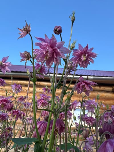 A low-angle, medium shot captures a cluster of pink Columbine flowers in bloom against a bright blue sky. The flowers are the primary subject, with their delicate petals and intricate structures prominently displayed. In the background, a rustic wooden building with a purple-tiled roof provides context, suggesting a rural or possibly a garden setting. The building's logs are visible, indicating a traditional construction style. No people are present in the image. The overall impression is one of natural beauty and a peaceful outdoor environment, possibly in a garden area of Nizhnyaya Gar', Russia, given the information provided.