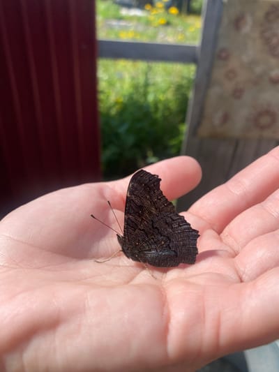 An outdoor scene in Zheleznodorozhnyi, Russia, depicts a dark-winged butterfly at rest on the open, upturned palm of a human hand. The butterfly's wings are closed, exhibiting intricate dark brown and black patterns, and two slender antennae are visible. The hand is light-skinned, displaying visible palm creases. The scene is illuminated by strong sunlight, casting a shadow from the butterfly onto the palm. In the background, to the left, a dark red corrugated metal surface is present. To the right, a weathered wooden structure partially covered by a faded, patterned fabric is visible. Beyond these structures, a blurred expanse of green vegetation with scattered yellow flowers and a horizontal dark line, indicative of a fence rail, are observed under clear conditions.