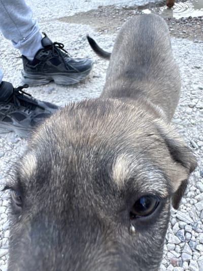 The image is a close-up, low-angle shot of a dog's face. The dog is looking directly at the camera, with its nose almost touching the lens. Its fur is a mix of grey and tan. One eye is clearly visible, with a tear or discharge on the lower eyelid. In the background, out of focus, are the legs and black sneakers of a person standing on a gravel surface. The scene appears to be outdoors, possibly in a park or a street in Chișinău, Moldova.