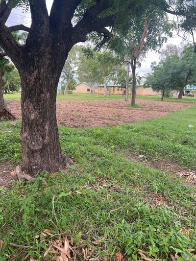 The image depicts an outdoor scene in Jauro Yinu, Nigeria, under a cloudy sky, suggesting it is daytime. The foreground is dominated by the thick, textured bark of a large tree. To the left, the tree's branches and dense green foliage are visible. Beyond the tree, a path covered in reddish-brown debris runs diagonally across the frame, bordered by a strip of well-maintained green grass on the right. In the background, several buildings with yellow walls and white trim are visible, interspersed with mature trees. The overall setting appears to be a campus or a residential area. No people are prominently featured, and no text is visible in the image. The image is taken vertically.