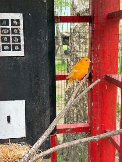 A yellow bird is perched on a branch inside a red aviary in Ķekava, Latvia. The aviary has a black base with two small, square doors painted white with dark square designs. The branches extend from the side of the aviary, and there is a nest of straw. Outside the aviary is a view of greenery through a wire mesh.